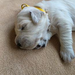 Sunny - Yellow - Golden female Golden Retriever puppy in Lucasville, Ohio from Halo Kennels