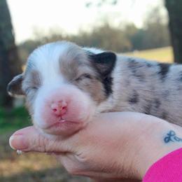 Hello kitty - Blue merle female Australian Shepherd puppy in Star City, Arkansas from Circle P Farm Australian Shepherds