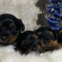 Yorkshire Terrier Puppies from Cutest AKC AZ Yorkies
