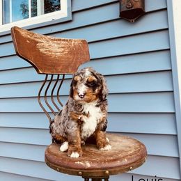 Louis - Chocolate merle male Bernedoodle puppy in Spring Valley, Wisconsin from Filipiak Breeders