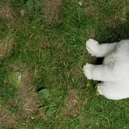 Aussiedoodle and Miniature American Shepherd Puppies from Rosewood Companions