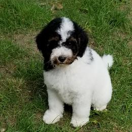 Aussiedoodle and Miniature American Shepherd Puppies from Rosewood Companions