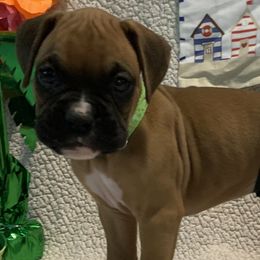 Boy 4 - Fawn Boxer puppy in Jupiter, Florida from CJM Boston and Boxer Puppies
