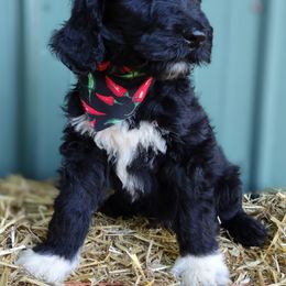 Goldendoodle Puppies from Carolina Goldendoodle