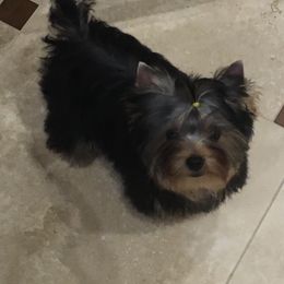 Yorkshire Terrier Puppies from Bricriu Kennels, Reg.