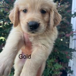 Gold collar - Golden male Golden Retriever puppy in Jesup, Georgia from Painted Platinum Retrievers (Painted Platinum Kennel) PPK