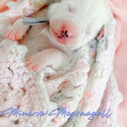 Dalmatian puppies from Rock a Dalmatian “RockADal”