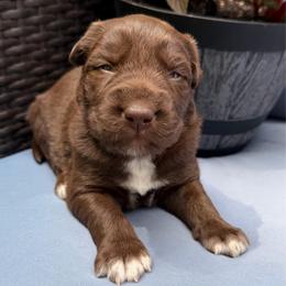 Cayenne - Red tri-color male Australian Shepherd puppy in Tuftonboro, New Hampshire from Aussies Edge Farm