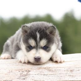 Normon - Blue male Pomsky puppy in Moultonborough, New Hampshire from Foxfire Arctic Spitz