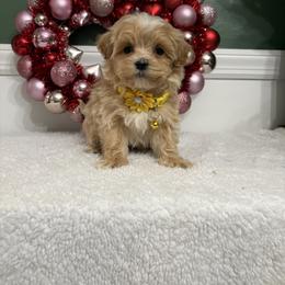 Eros - Apricot male Maltipoo puppy in Philadelphia, Pennsylvania from HMH’s Boxers, Maltipoos & Cavaliers