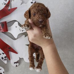 Stu Lou Who - Red  male Goldendoodle puppy in Warsaw, Ohio from Lovabledoodles