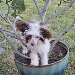 Daylon - White and chocolate male Chinese Crested puppy in Amarillo, Texas from Victoria's Chinese Cresteds Long Star Angels