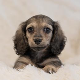 Thelma 4000 dollars - Cream female Dachshund puppy in Crystal, Michigan from Mare-bella Dachshunds
