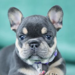 Ava - Tricolors female French Bulldog puppy in Punta Gorda, Florida from Mingan French Bulldog