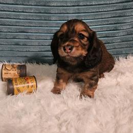 Grigor - Red male Dachshund puppy in Sylvania, Georgia from Dachshund and Co.
