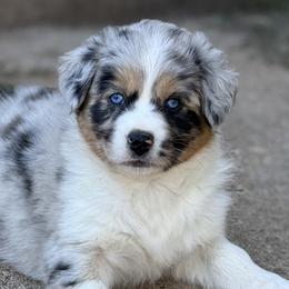 Australian Shepherds from KT’s Aussies
