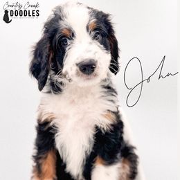 John - Tri-color male Bernedoodle puppy in Tipton, Indiana from Country Creek Doodles