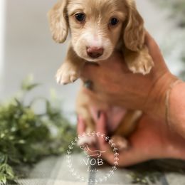Dachshund Puppies from VOB Doxie