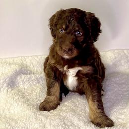 Everest - Chocolate female Assorted Doodle Crosses puppy in Waco, Georgia from Huff Family Doxies & Doodles