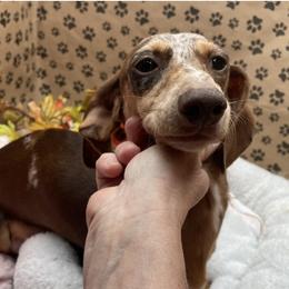 Roxie - Dachshund