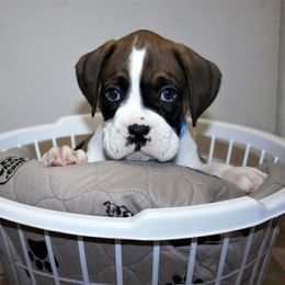 Boxer Puppies from Huntley Boxer Pieces