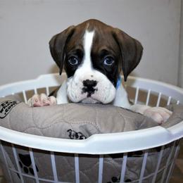 Boxer Puppies from Huntley Boxer Pieces