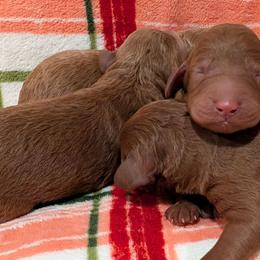 Boy 3 - Red  male Poodle puppy in Silverton, Oregon from Rambler Goldens