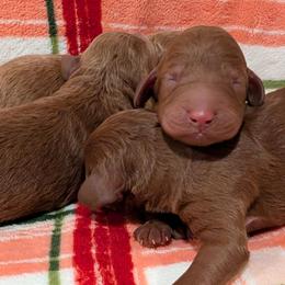 Boy 3 - Red  male Poodle puppy in Silverton, Oregon from Rambler Goldens