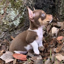 Catahoula Leopard Dog, Cocker Spaniel, Pomeranian, and Teddy Roosevelt Terrier Puppies from Rich Cat’s