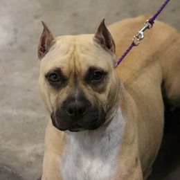 Echo - American Pit Bull Terrier