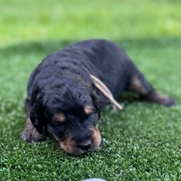 Bernedoodle Puppies from Bernedoodle Love Puppies