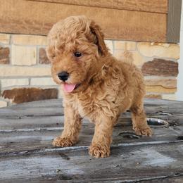 Oliver - Apricot male Poodle puppy in Apex, North Carolina from Happy puppies