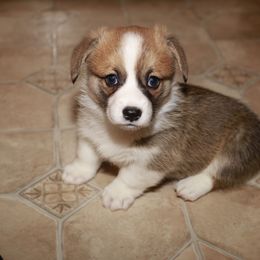 Pembroke Welsh Corgi Puppies from Mountain Maryland Corgis