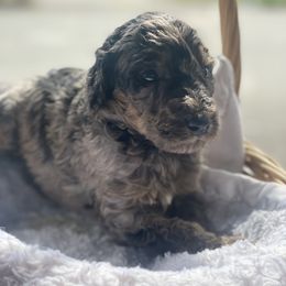 Aussiedoodle Puppies from Danie’s Doggie Den