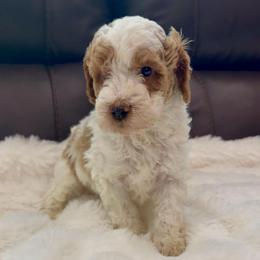 Huck - Parti male Goldendoodle puppy in Anthem/Phoenix, Arizona from Ironwood Doodles
