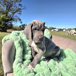 Sheila - Blue female Great Dane puppy in Granby, Missouri from HCR Great Danes