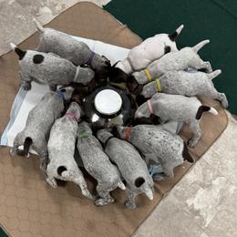 German Shorthaired Pointer puppies from Lipan Creek German Shorthaired Pointers