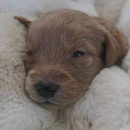 Slink - Red male Labradoodle puppy in Centerville, Utah from Reid Wasatch Doodles