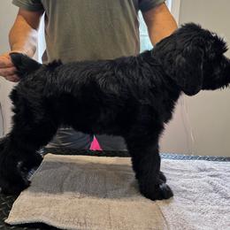 Female - Black female Giant Schnauzer puppy in Bowling Green, Kentucky from Von Der Victory