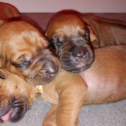 Rhodesian Ridgeback Puppies from Bold Move Rhodesian Ridgebacks