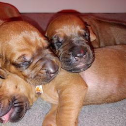 Rhodesian Ridgeback Puppies from Bold Move Rhodesian Ridgebacks