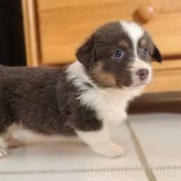 American Corgi and Pembroke Welsh Corgi Puppies from The Adirondack Corgi