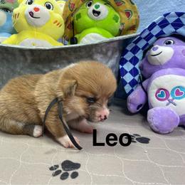 Leo - Red male Pembroke Welsh Corgi puppy in Apison, Tennessee from Ashmore Corgis