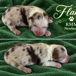 Boy 4 - Red merle male Australian Shepherd puppy in Mount Sterling, Ohio from Northern Lights Working Dogs