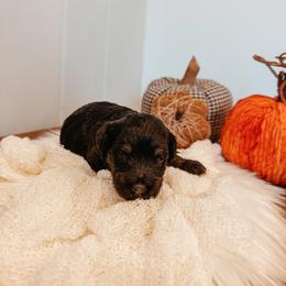 Hank - Black phantom male Aussiedoodle puppy in Tryon, North Carolina from Melrose Mountain Farm