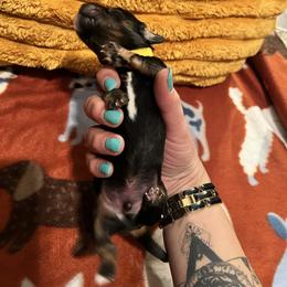Bowser - Black and tan male Dachshund puppy in Meridian, Id 83646 3658, Idaho from Boise Best Mini Dachshunds