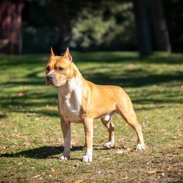 Butch - American Staffordshire Terrier