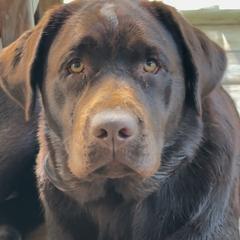 Razzy - Labrador Retriever