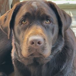 Razzy - Labrador Retriever