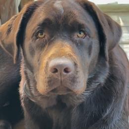 Razzy - Labrador Retriever